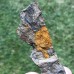 Dendrocystites barrandei